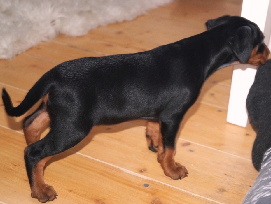 Pinscher * Xélanc Charming Crystal 6 veckor